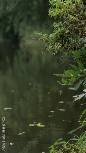 Calm river flowing through lush green forest on a summer day. Peaceful natural landscape, relaxing outdoor scenery, ideal for meditation, mindfulness, wellness, eco and background use.