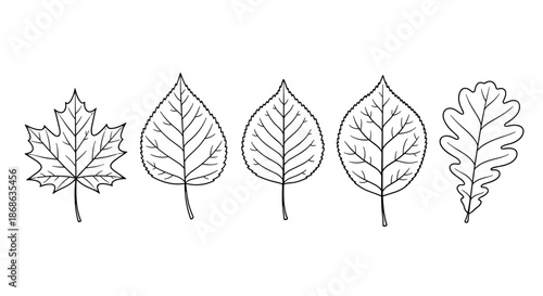 Five different types of deciduous tree leaves shown in black and white line art including maple, birch, and oak leaf varieties.