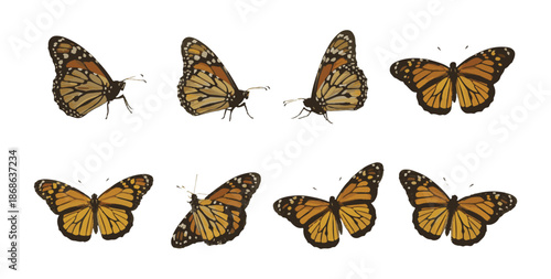 Set of eight monarch butterflies in different positions, isolated on a white background, realistic vector illustration