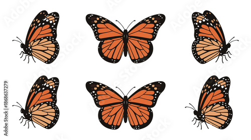 Monarch butterflies in flight and at rest, detailed wings and body, isolated on white background