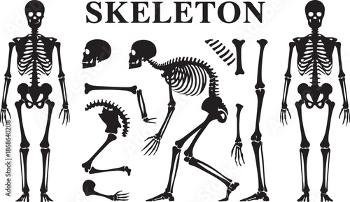 Human bones skeleton silhouette collection set. High detailed Vector illustration