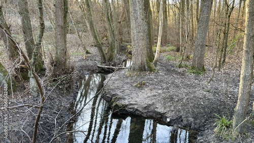 Wallpaper Mural Winter Forest Torontodigital.ca