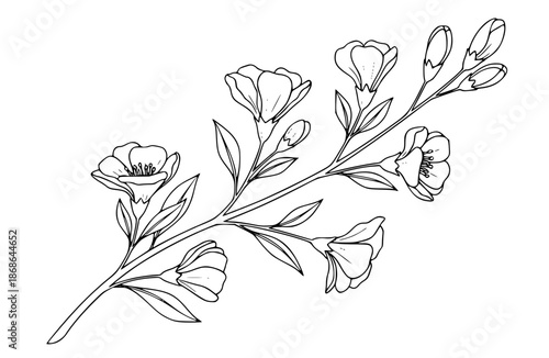 Elegant black and white line art illustration featuring a delicate flowering branch with multiple open blooms and tightly closed buds ready for spring growth coloring book design