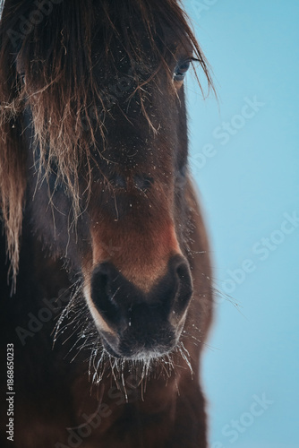 Close up shot of bay horses nose in winter
