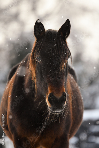Winter portrait of bay horse in the snow