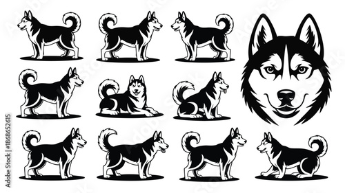 Collection of black and white husky dog illustrations showcasing various poses and their distinctive features