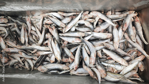 Frozen capelin fish in a market fridge