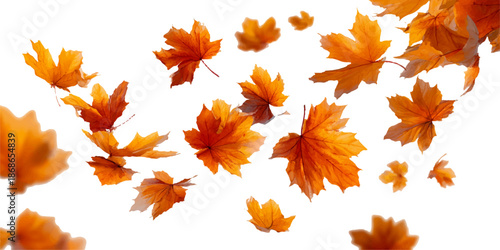 Autumnal frame with leaves and berries