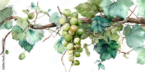 A detailed watercolor illustration of green grapes hanging on a vine with lush green leaves, perfect for wine and nature themes.
