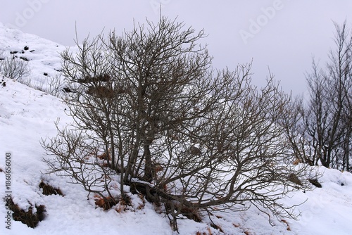 cespugli tra la neve