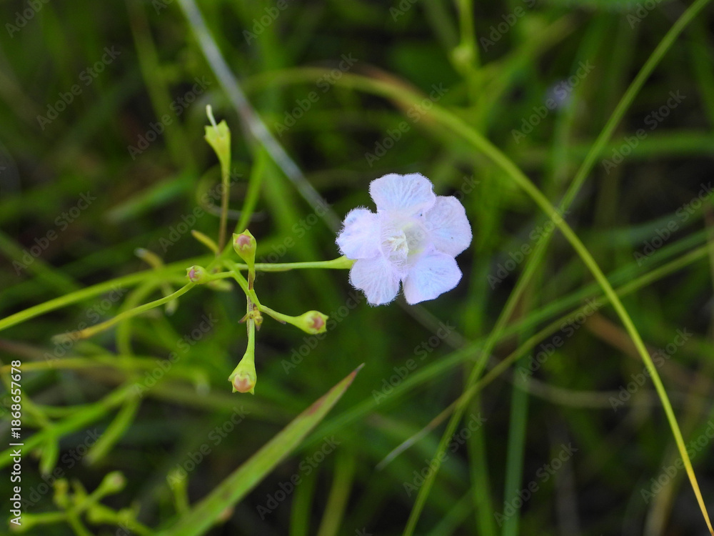 Fototapeta premium Pale False Foxglove - Agalinis skinneriana - Native North American Wildflower Blooming in a Wet Prairie Habitat