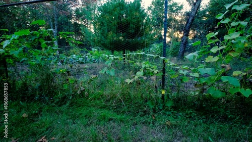Wallpaper Mural Walking next to withering or dying cucumber plants with its wines tangled to garden fence while growing in late autumn or at the end of gardening season Torontodigital.ca