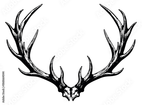 Hand drawn line art illustration of deer antlers depicting a rustic wilderness theme for hunting and outdoor design