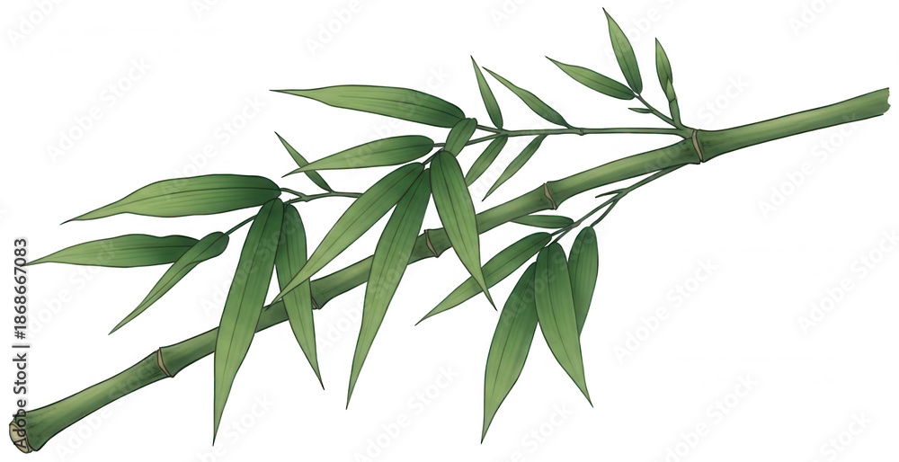 Fototapeta premium Illustration of a bamboo branch with several leaves extending diagonally across the frame