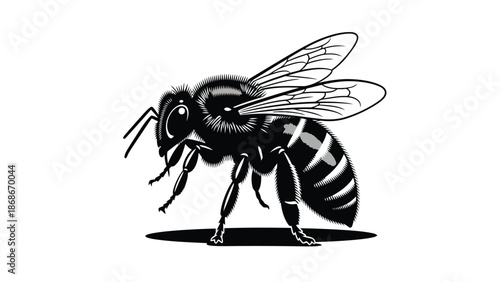 Detailed black and white illustration of a bee standing on a surface isolated on white background