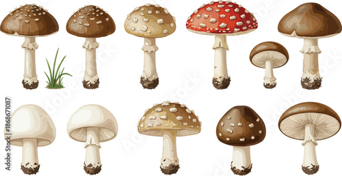 Large collection of various forest mushrooms including red fly agaric toadstools and brown edible fungi isolated on white background for nature vector design.