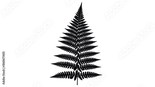 Black silhouette of a fern leaf on a isolated on white background