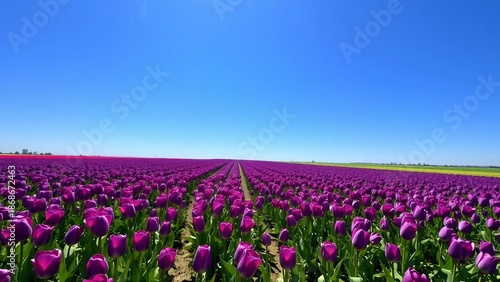 Wallpaper Mural Wide tulip field filled with purple and yellow tulips under a bright blue sky. Colorful spring scenery with strong visual impact. Torontodigital.ca