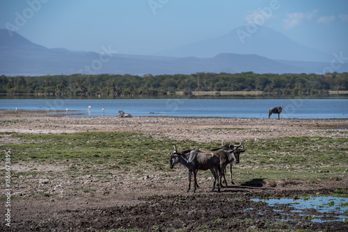 Gnu Herd in the Savannah of Kenya