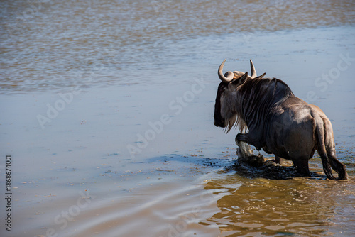 Gnu in water