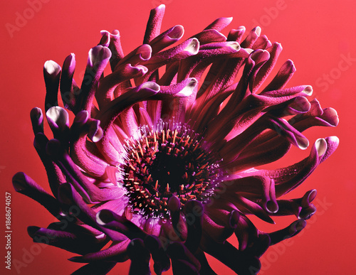 Gerbera  Spider à pétales recourbés couleurs moderne  énergie volcanique  dans une danse organique dégageant une force vitale 