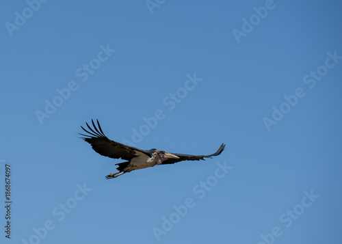 Marabou the scavenger of the Savannah