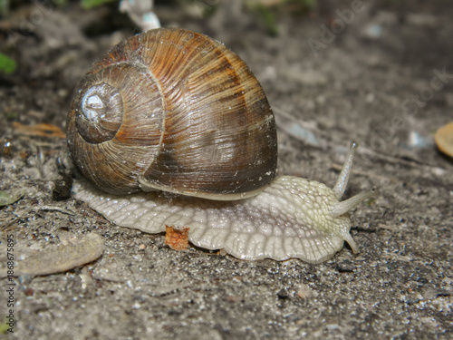close-up of a snail crawling on the ground