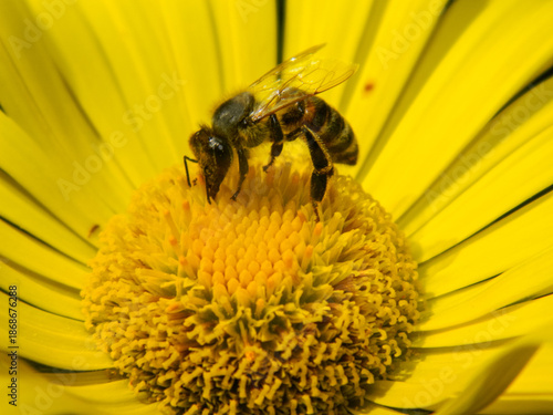 close-up of a bee sitting on a yellow flower