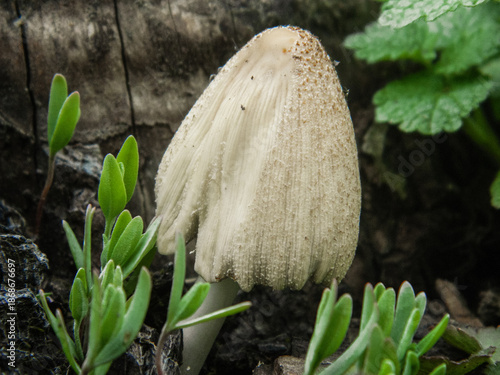 white fungus on the grass