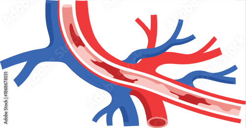 Medical Illustration of Human Arteries and Blood Flow