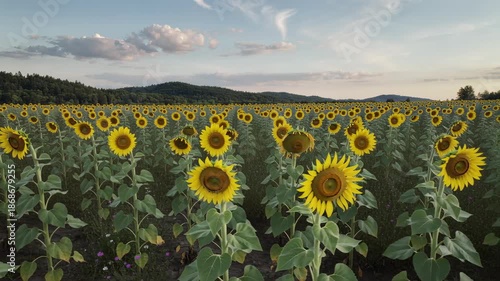 Sunflower field at sunset with moving camera view