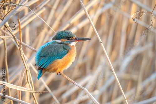 A vibrant kingfisher bird resting on a dry reed in a natural wetland habitat. Warm sunlight highlights its blue and orange feathers, creating a sharp and detailed wildlife portrait.
