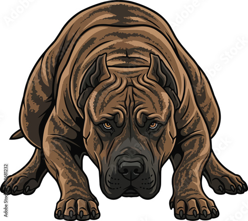 Perro de Presa Canario dog crouched alert guarding stance