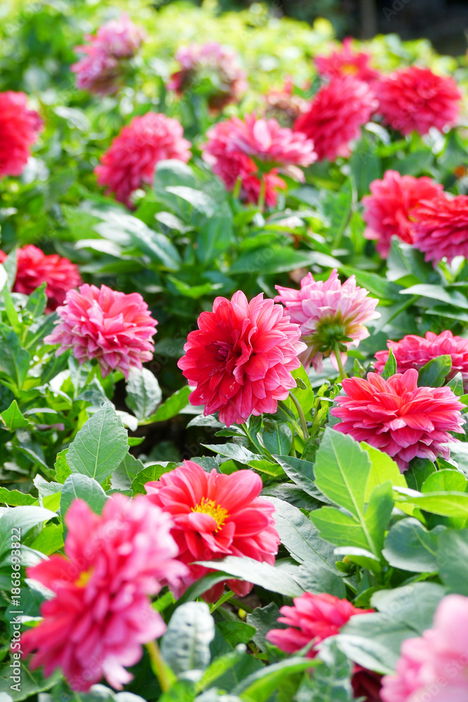 Fototapeta premium Red Dahlia flowers. Dahlia pinnata is a species in the genus Dahlia, family Asteraceae, with the common name garden dahlia. It is the type species of the genus and is widely cultivated.