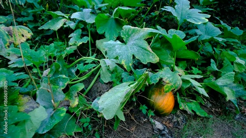 Wallpaper Mural Close up of maturing pumpkin and moving camera away revealing whole plant begin to wither after catching Powdery Mildew at the end of gardening season Torontodigital.ca