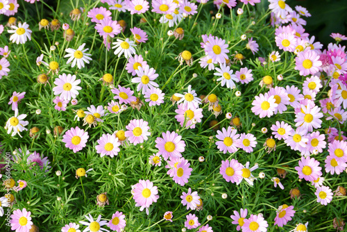 Marguerite Daisy Flower Close-Up. The Marguerite Daisy (Argyranthemum frutescens) is a popular daisy-like flower from the Asteraceae family known for its prolific white, yellow, or pink blooms and fer