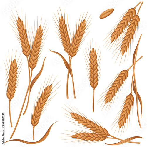 Wheat Ears with Dried Whole Grains, realistic vector illustration isolated on white background, cereals harvest, sustainable agriculture, organic food, bakery branding concept.