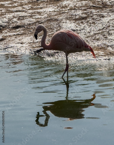 Elegant pink flamingo wades in shallow lagoon waters, its reflection mirroring a serene, curved silhouette.