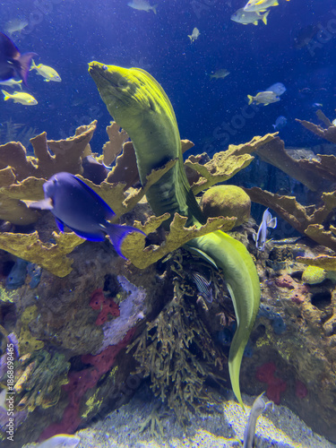 Emerald moray eel slithers from coral hideout, eyeing a vibrant blue tang and yellow damselfish in this aquarium reef spectacle.