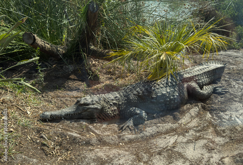 A massive crocodile enjoys a sunny nap in the sand beneath palm fronds.