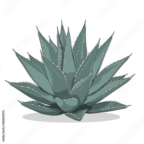 Agave Plant with Sharp Leaves.