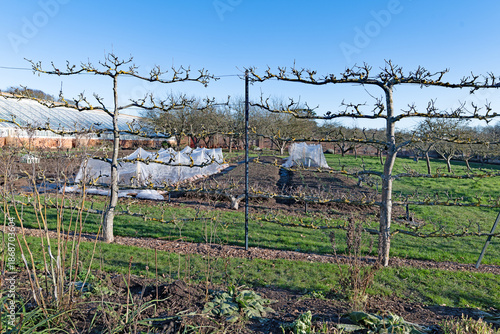 Open air espalier pear trees and fleece protected vegetables, in January, 2026.