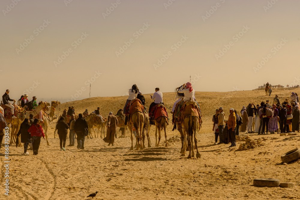 Fototapeta premium People getting ride on camels in Egypt