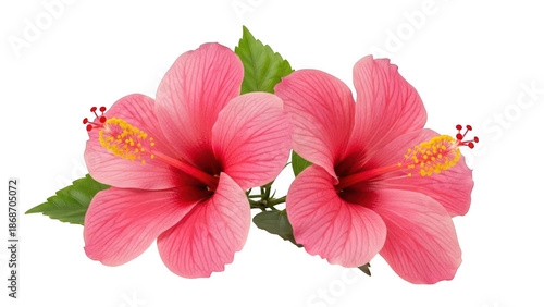 Two pink hibiscus flowers with green leaves isolated on transparent background Keywords