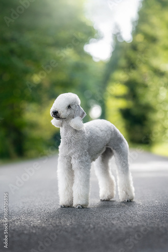 Bedlington Terrier amazing portrait in the nature