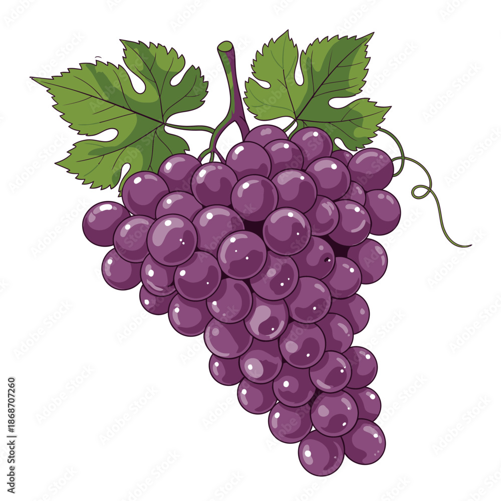 Fototapeta premium Bunch of Purple Grapes with Leaves.