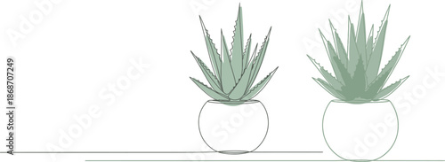 Two potted aloe vera plants, a symbol of natural beauty and household greenery