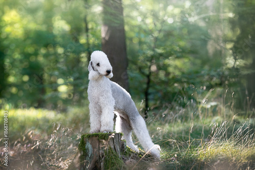 Bedlington Terrier dog breed in the forest
