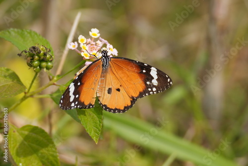 Vibrant Orange Butterfly Perched on a Delicate Flower