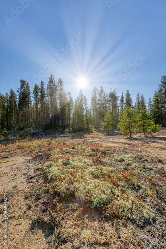 Canada Forest